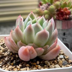 多肉植物 ☘️ コロラータ×エレガンス 抜き苗