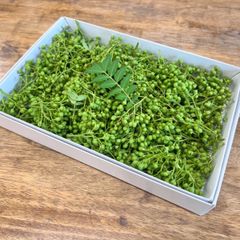 夢農場【最終SALE】実山椒200g＋100g