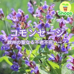 休止中 速達 農薬不使用 コモンセージ ポットごと 苗 キッチンハーブ