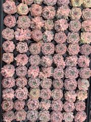 ま*す様 D780 花火 105苗 土付き 多肉植物 エケベリア 韓国苗 D780 花火 105苗 土付き 多肉植物 エケベリア 韓国苗 - メルカリ