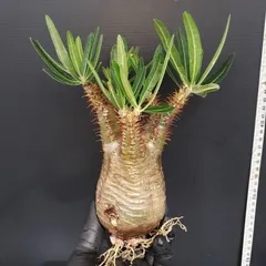 【大株】パキポディウム　グラキリス　現地球　ベアルート 芽吹き　発根のきざし有 パキポディウム グラキリス 