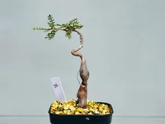 オペルクリカリア　パキプス　パワータンク　超極太　２本セット　① Amazon.co.jp: 塊根植物オペルクリカリア パキプス 根差し 2年