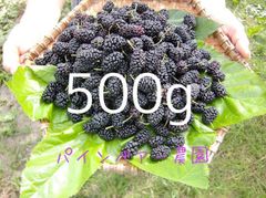 即冷凍保存 瀬戸内ブランド　マルベリー500g