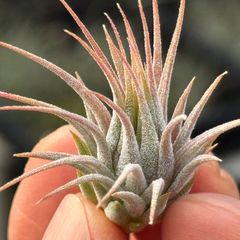 チランジア イオナンタ ヘーゼルナッツ Tillandsia ionantha Hezel Nut＊エアプランツ＠フラワーショップ江口