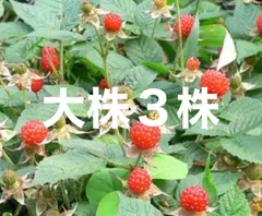 ⭐️木苺苗(大)3株⭐️抜き苗大株　草苺 クサイチゴ くさいちご　野いちご　野イチゴ　野苺