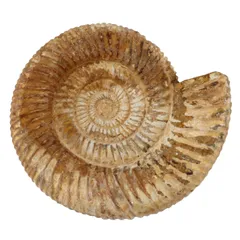 2026年最新】大型アンモナイトの人気アイテム - メルカリ