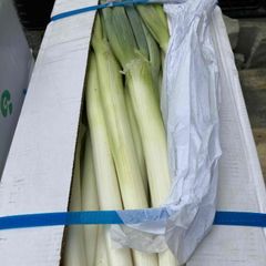 中国　白葱5ｋｇ（バラ）
