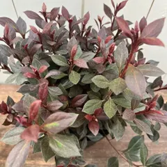 2025年最新】赤葉ツツジの人気アイテム - メルカリ