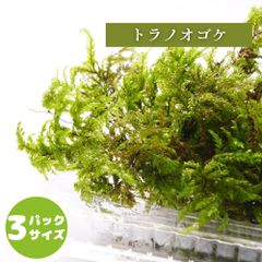 【高原の苔】 トラノオゴケ  様々な景色を表現できる 背が高い テラリウム 苔盆景 苔パック コケ 苔テラリウム 半日陰向き セミオープン クローズ 密閉容器向け S(１０ｃｍ×１２ｃｍ)外寸