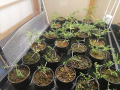 ユッカロストラータ抜き苗1株(鉢などは付きません)タグつき