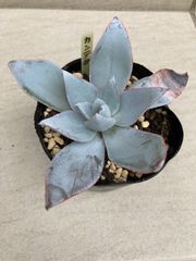 カンテ★カット苗（微根）★多肉植物⑧