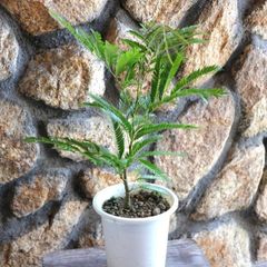 エバーフレッシュ 4〜4.5号鉢 【1鉢販売】 観葉植物 鉢植え お洒落 おしゃれ 可愛い かわいい インテリア 室内 苗 初心者