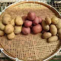 ジャガイモ３品種、4.5キロ（京都福知山産）
