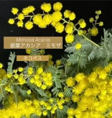 43  ふみちゃん様❤︎専用　人気　フレッシュ　ミモザ　ネコポス　2月下旬〜3月上旬の発送予定　ふわふわ〜先端つぽみまで　ふわふわミモザイエロー　可愛い　銀葉アカシアミモザ
