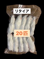 Item thumbnail for item f918fdd5-526e-484d-ac0b-dcd984e24bd5