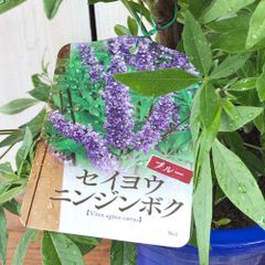 西洋ニンジンボク人参木6号鉢