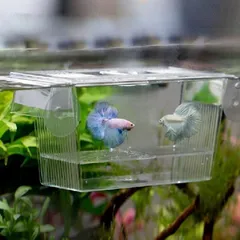 アクリル水槽セット 楽天市場】LED付き 水槽セット キューブボックスα アクア