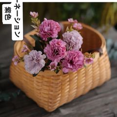 カーネーション