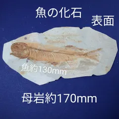 化石、恐竜超レア逸品化石、魚の化石、状態良し。ウロコしっかり