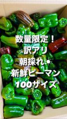 訳アリ　朝採れ☀︎新鮮ピーマン　100サイズ