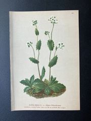1882年の植物画　ユキハタザオ　pl.36