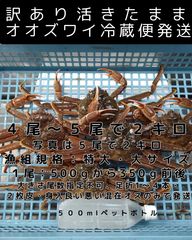 活きたまま冷蔵便　訳ありオオズワイ　オス　４尾から５尾で２キロ