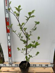 強い山椒苗 /スーパー花山椒5号接木苗・強健台木