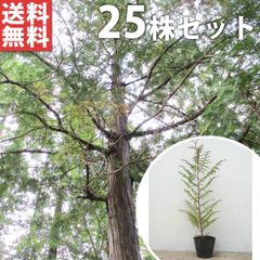 大型木質化 25年経過木質化3本あります！!柱サボテン鬼面角 多肉質