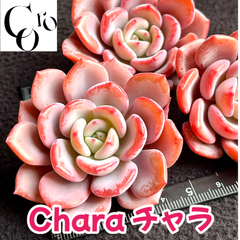 コロ多肉♬︎* 通常営業中❣️ - メルカリShops コロ多肉♬︎* 通常営業中❣️ - メルカリShops