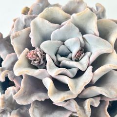 【多肉植物】エケベリア・クリスペイトビューティ　Echeveria 'Crispate Beauty'