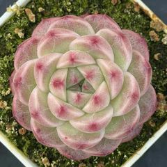 新入荷　多肉植物　エケベリア　桜もちパフェ　5cm   抜き苗　１株