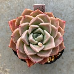 多肉植物 カット苗 エケベリア ピンクスポット 発根済