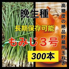 晩生種‼️もみじ３号300本‼️高糖度で長期保存可能品種‼️