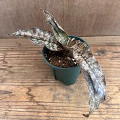 サンセベリア キルキーコパトーン ⑤ Sansevieria kirkii var pulchra‘Coppertone' サンスベリア 観葉植物 観葉 植物 珍奇植物 珍奇 珍しい レア 希少 インテリア プレゼント おしゃれ 空気清浄 ミニ グリーン 銅葉