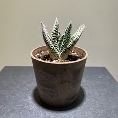 ガステリア