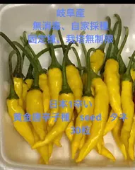 岐阜産　  日本1辛い唐辛子　　家庭菜園の、農薬や化学肥料、除草剤不使用  種子　　タネ  seed  無消毒、 固定種、栽培無制限     黄金唐辛子種　  　　　1セット　20粒のサムネイル