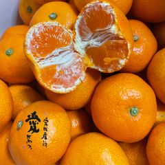 愛媛産　温室ハウスみかん　超高糖度　赤秀（贈答）5kg  光糖度センサー選果