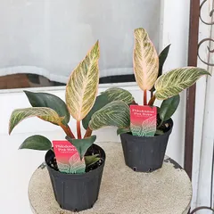 2026年最新】フィロデンドロン 斑入りの人気アイテム - メルカリ