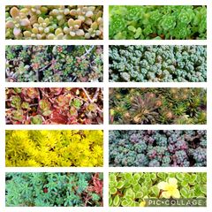 多肉植物セダム10種　各5カットずつ【育成説明書付】