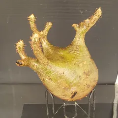 古*R様 パキポディウム グラキリス 未発根 ベアルート 現地株 美形 古*R様 パキポディウム グラキリス 未発根 ベアルート 現地株 美形