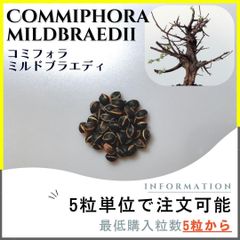 【種子】コミフォラ ミルドブラエディ /セット割あり 数量5粒から購入OK