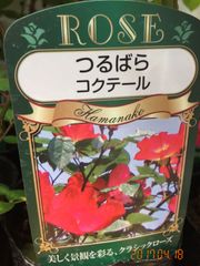 5193　　コクテール(カクテル）★バラらしくない花が楽しいバラ★5号接木株