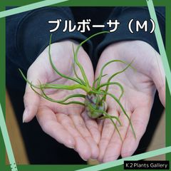 チランジア　【ブルボーサ大】　エアープランツ　エアプランツ