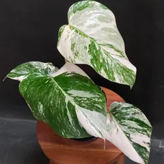極上散り斑入り♡モンステラ発根済み2芽付きホワイトタイガー