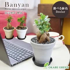 観葉植物 ガジュマル ４号 エコポット鉢 黒皿付 黒デコジャリ付