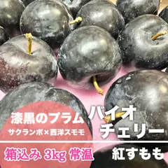 希少バイオチェリー　鉢植え　大株　実付き 希少バイオチェリー 鉢植え 大株 実付き 苗木・植木