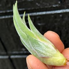 基部ふっくら＊ チランジア ティナパール Tillandsia Tina Parr (Tillandsia seleriana X Tillandsia ionantha ※ セレリアナ×イオナンタ)＊エアプランツ＠フラワーショップ江口