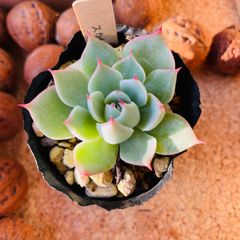 スカイワールド　多肉　エケベリア　多肉植物