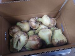 《訳あり / 残りわずか！》納豆菌栽培 淡路島産新玉ねぎ 4.8kg【兵庫県淡路島産】