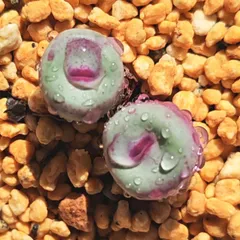 2025年最新】conophytum pageaeの人気アイテム - メルカリ